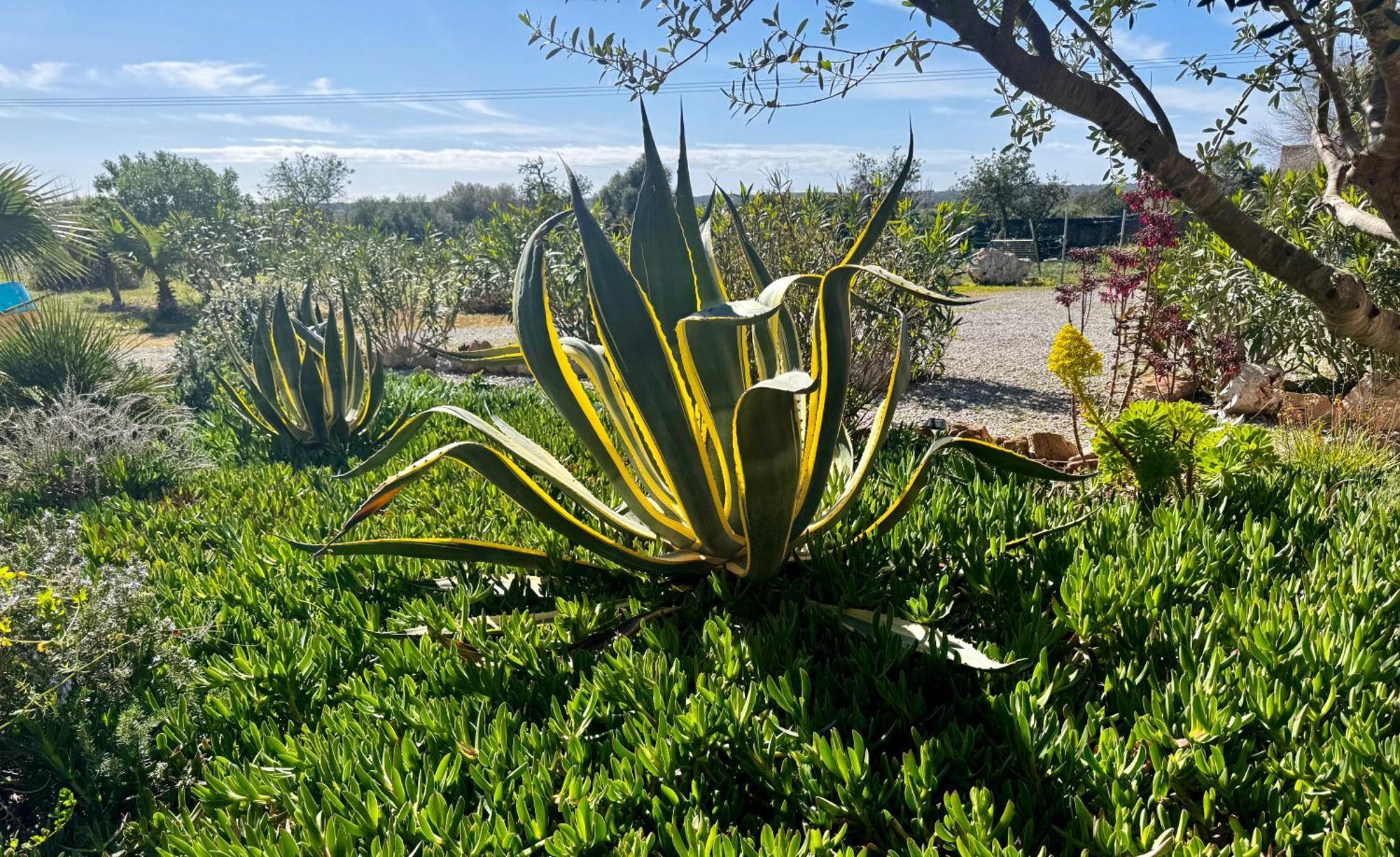 Finca Es Velar Santanyí Esterno foto